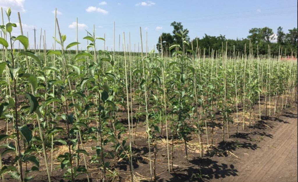 R. Moldova adaptează producerea materialului săditor horticol devirozat, conform cerințelor Uniunii Europene 1 R. Moldova adaptează producerea materialului săditor horticol devirozat, conform cerințelor Uniunii Europene