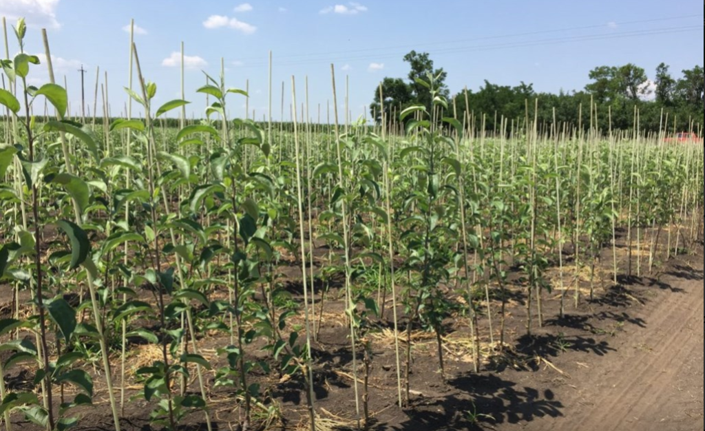 R. Moldova adaptează producerea materialului săditor horticol devirozat, conform cerințelor Uniunii Europene 1 producerea materialului saditor horticol devirozat