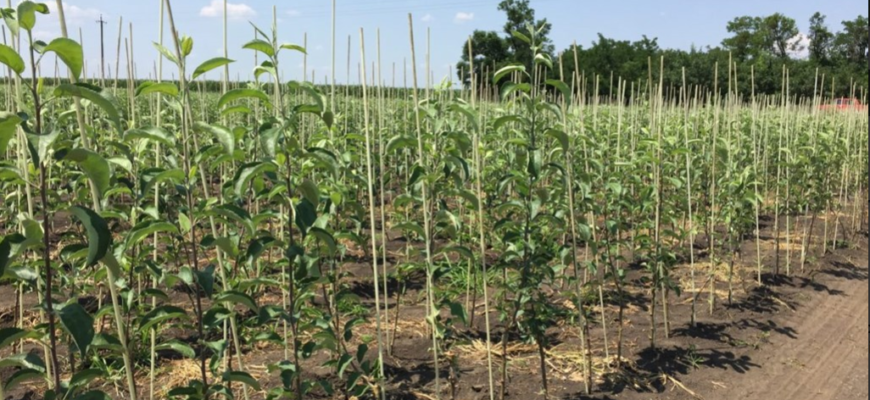 producerea materialului saditor horticol devirozat