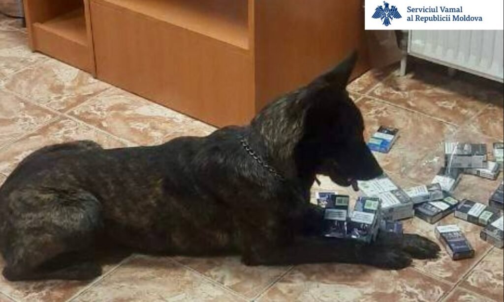 12 600 de țigarete tăinuite în tavanul microbuzului, depistate de patrupeda de serviciu a Vămii, Dona