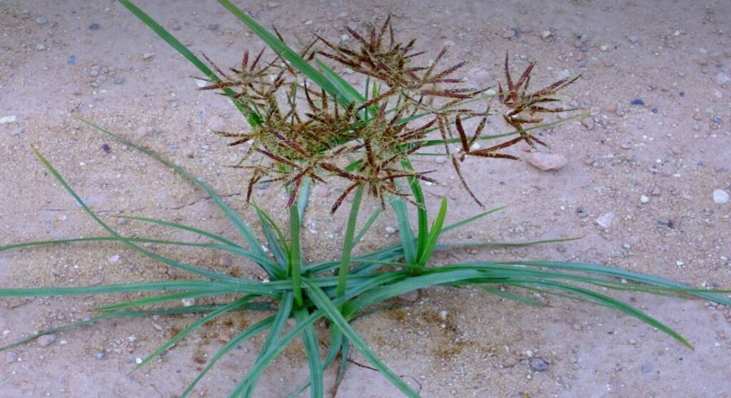 Cyperus rotundus - plantă exotică, folosită în tradiția ayurvedică pentru eliminarea paraziților intestinali