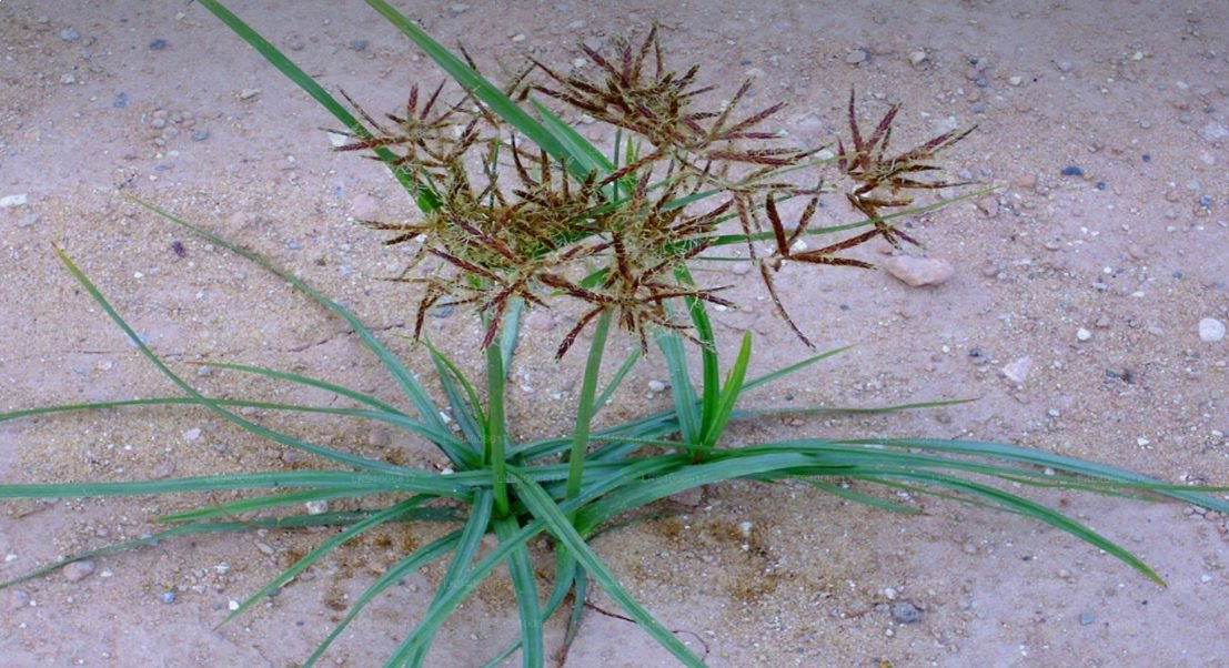 Cyperus rotundus - plantă exotică, folosită în tradiția ayurvedică pentru eliminarea paraziților intestinali
