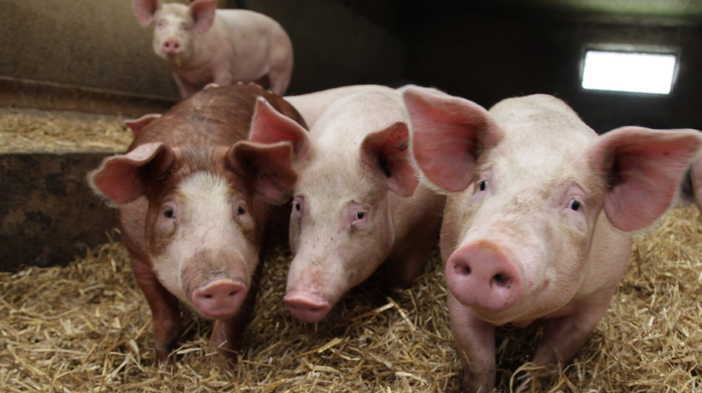 raspandirea bolilor la animale