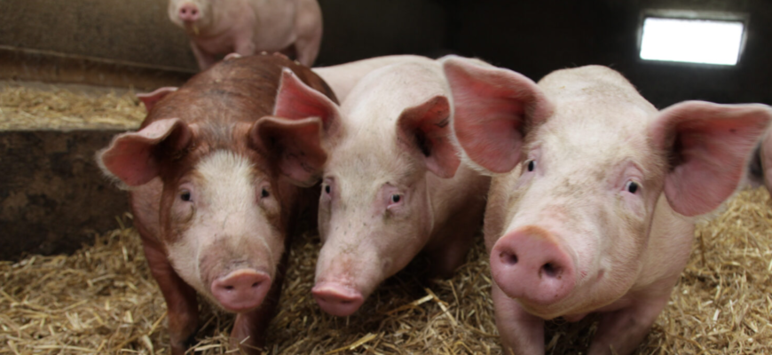 raspandirea bolilor la animale