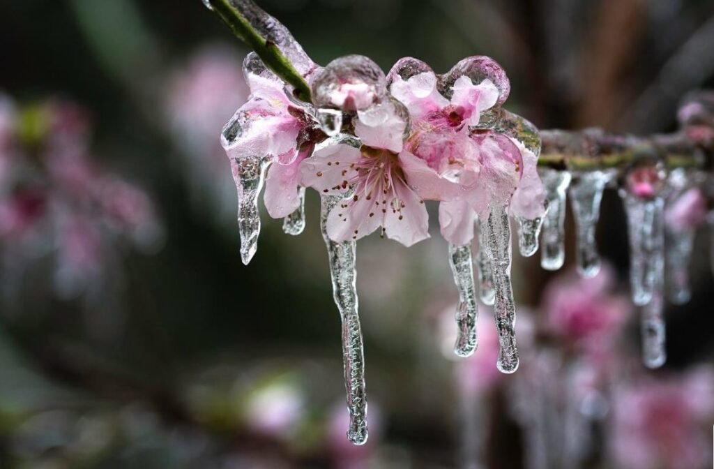 Se prevăd înghețuri cu intensitatea de până la -5°C – fenomen care poate afecta grav culturile agricole 1 Se prevăd înghețuri cu intensitatea de până la -5°C – fenomen care poate afecta grav culturile agricole
