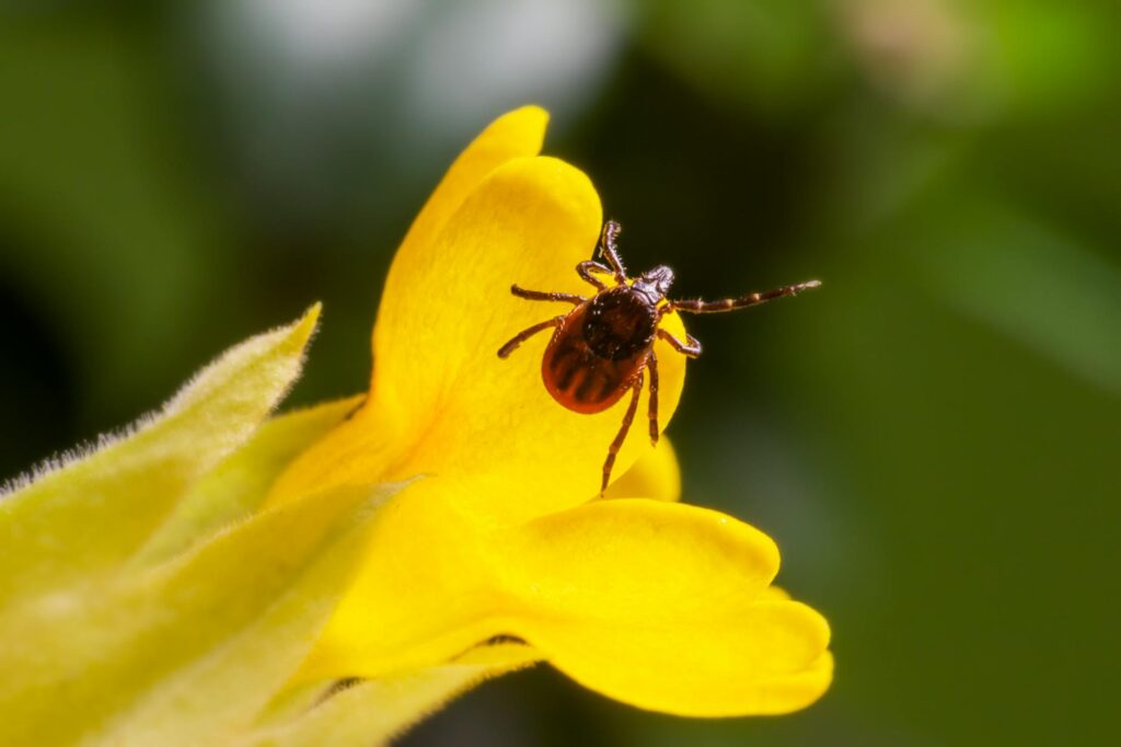 macro photography of insect in yellow flower