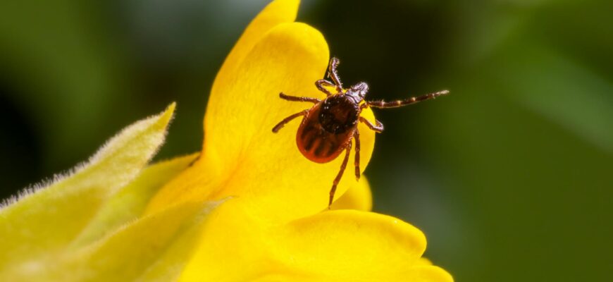 macro photography of insect in yellow flower