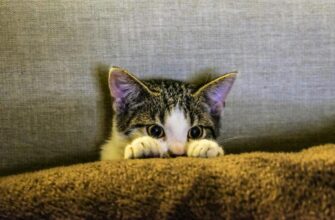cute kitten hiding behind a pillow