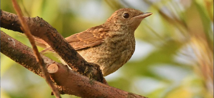 privighetoare roscata