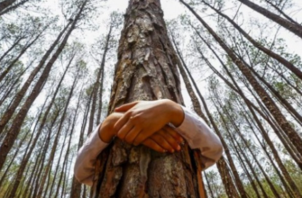 energiile din natura