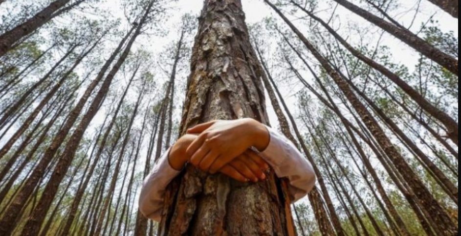 Energiile din natură - cum ne "încarcăm" de la copaci și plante