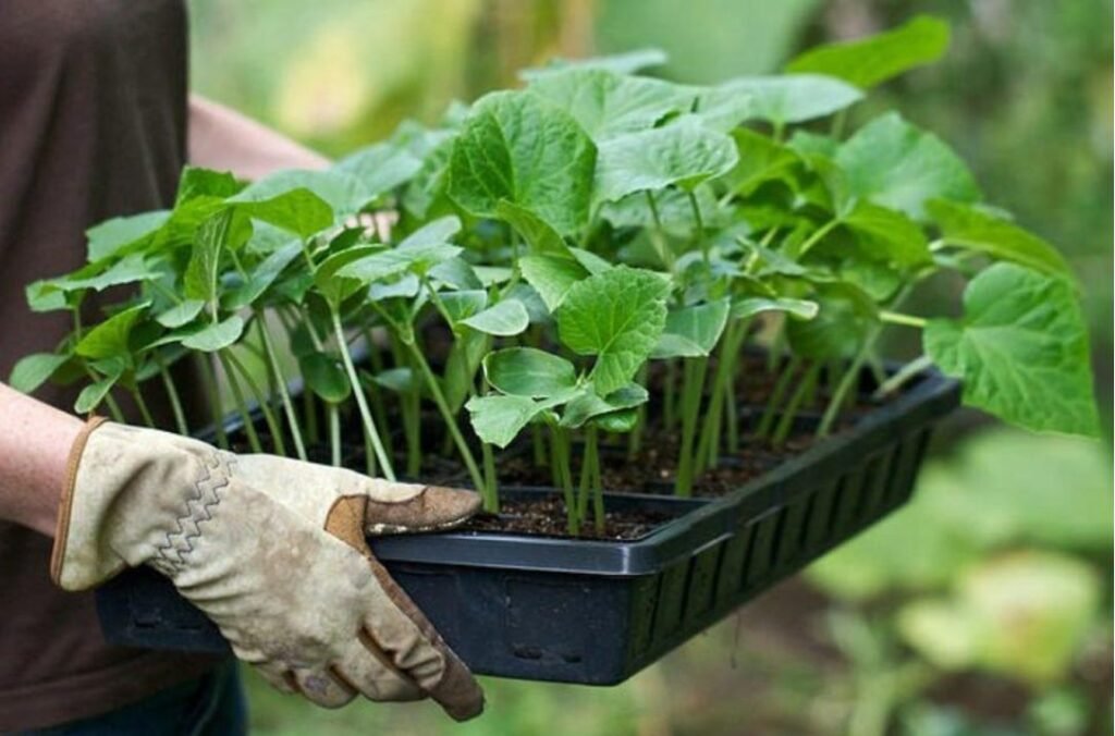 ANSA reamintește producătorilor de material semincer și săditor, termenele-limită pentru prezentarea declarațiilor 1 ANSA reamintește producătorilor de material semincer și săditor, termenele-limită pentru prezentarea declarațiilor