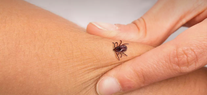 pericolul reprezentat de capuse