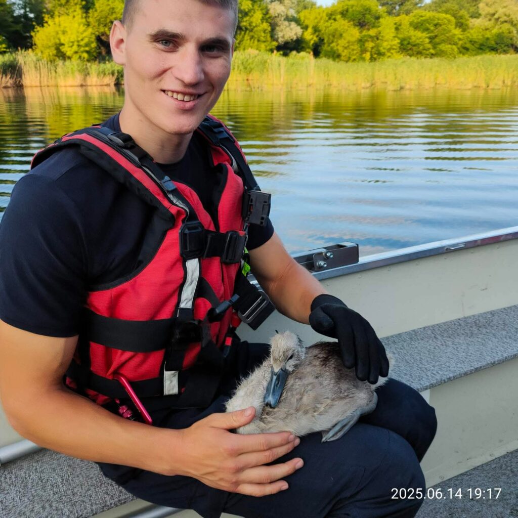 a fost salvat un pui