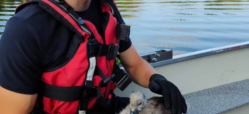 a fost salvat un pui