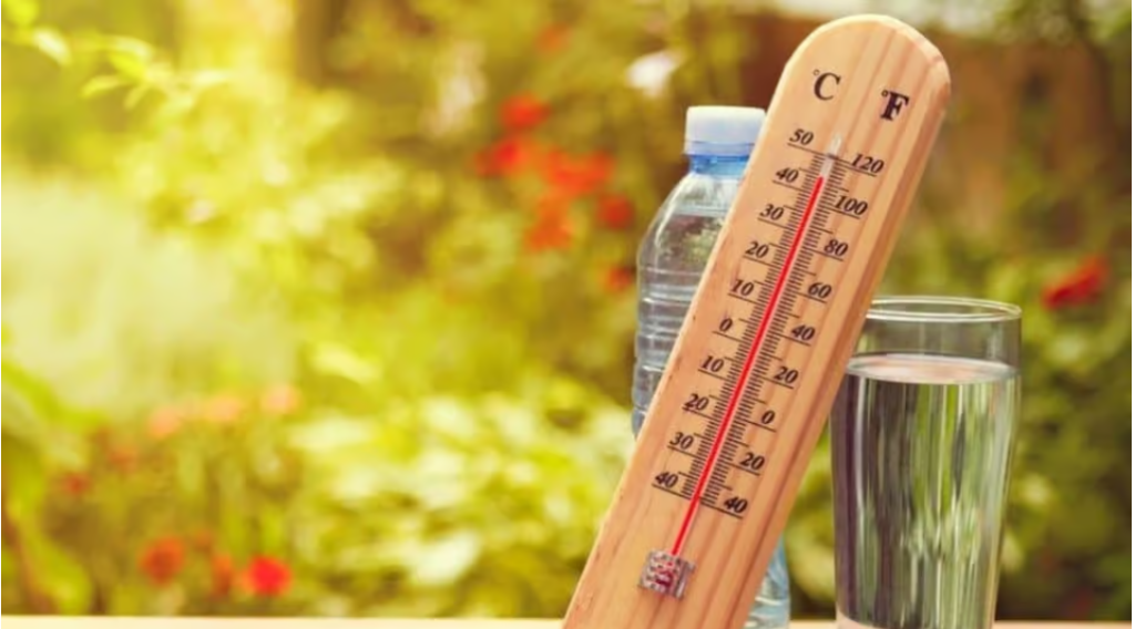 cod galben de canicula