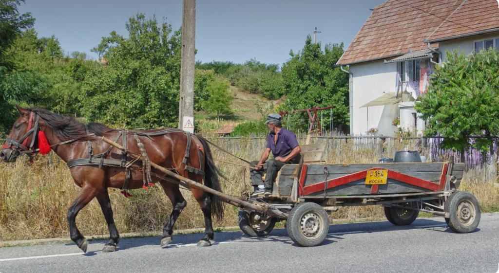 animalele de tractiune