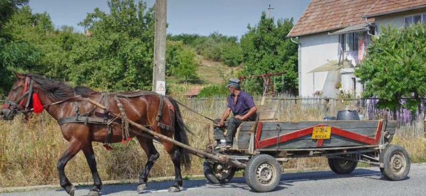 animalele de tractiune