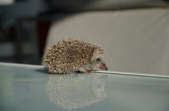 a small hedge sitting on top of a glass table
