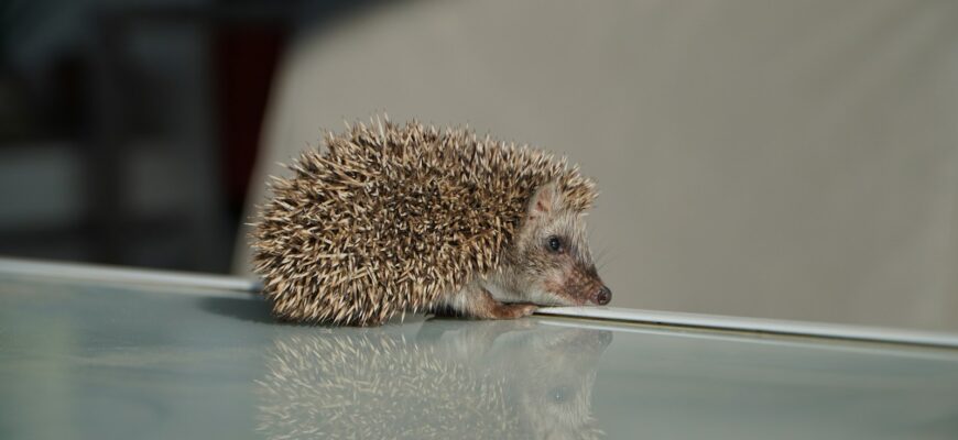 a small hedge sitting on top of a glass table