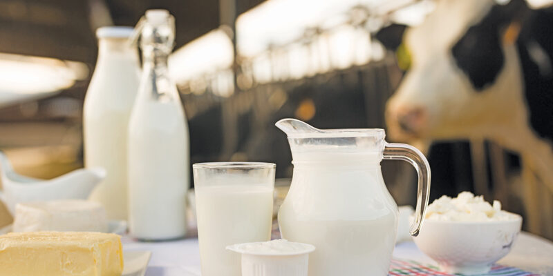 lapte lactate la ferma cu vacute 123rf