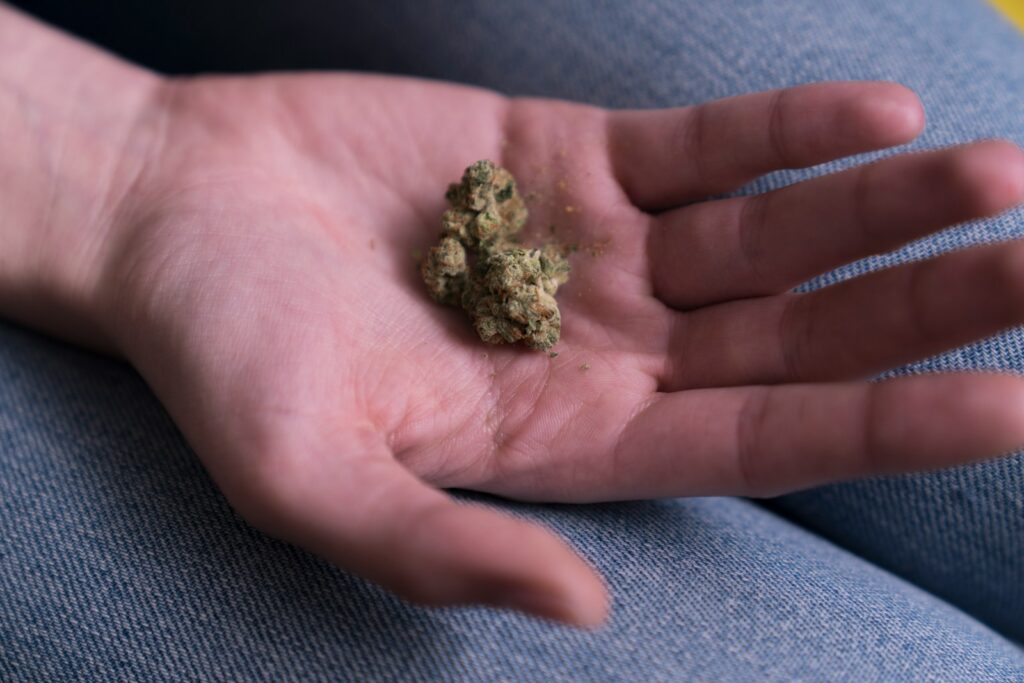 person holding cannabis buds