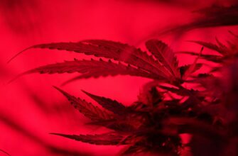 green plant in close up photography