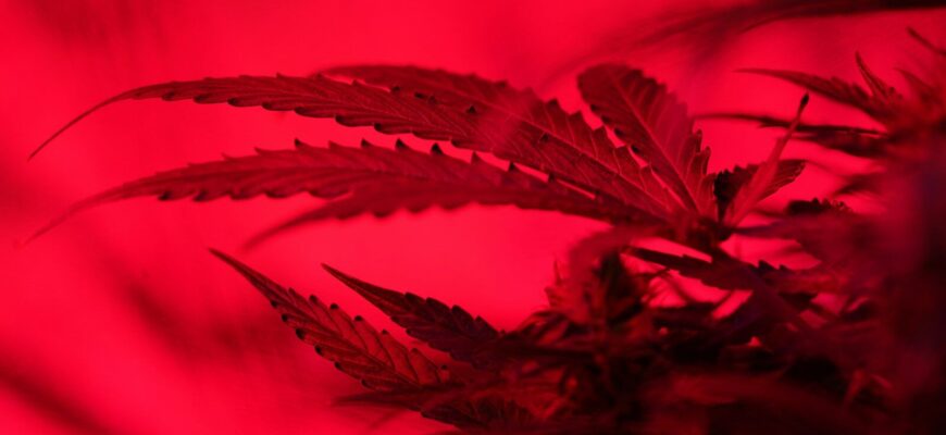 green plant in close up photography