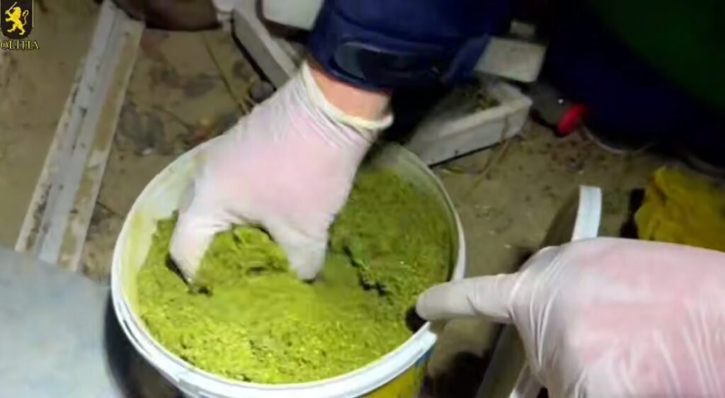 Marijuana în valoare de 5 milioane de lei a fost scoasă din circuit. Un bărbat de 63 ani din satul Furceni a fost reținut