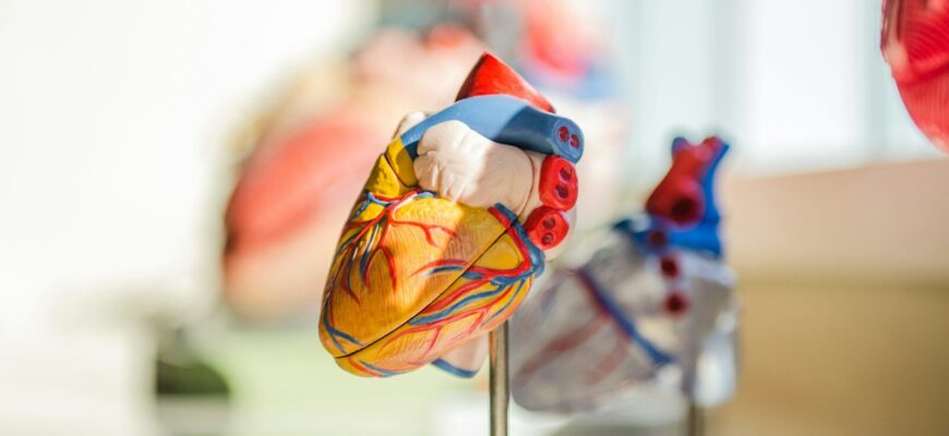 selective focus photography of heart organ illustration