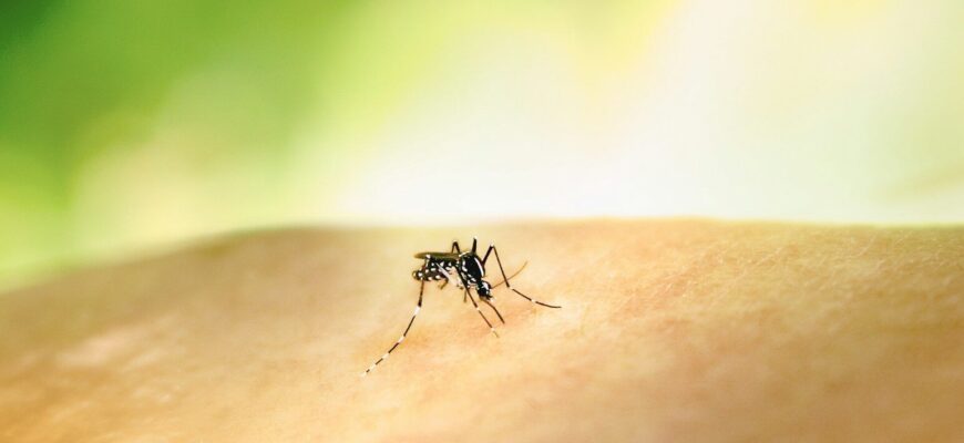 a mosquito crawling on the skin of someone's arm