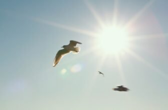 white and black bird flying during daytime