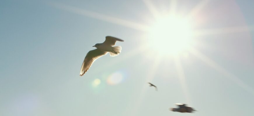 white and black bird flying during daytime