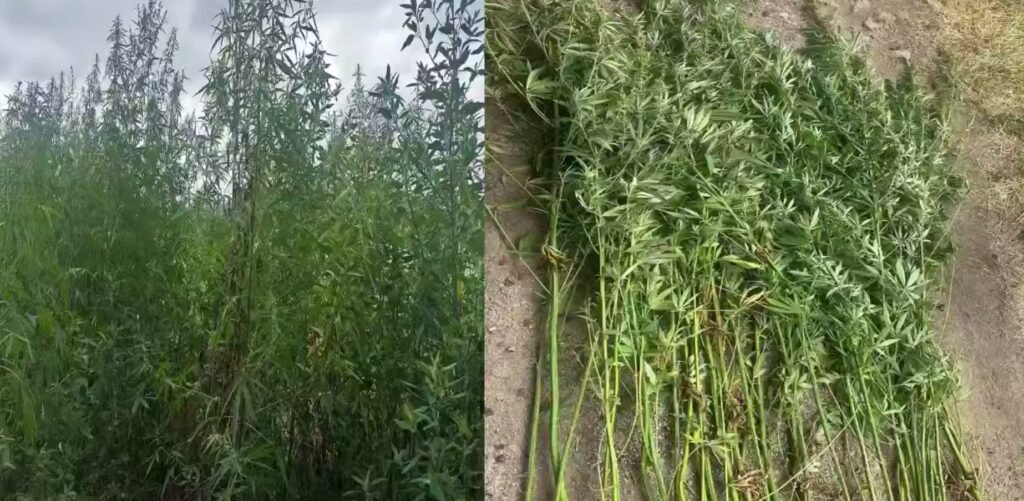 Cânepă cultivată ilegal într-un lan de porumb la Trușeni. Poliția a ridicat zeci de plante narcotice, iar un bărbat de 50 ani va fi cercetat penal 1 Cânepă cultivată ilegal într-un lan de porumb la Trușeni. Poliția a ridicat zeci de plante narcotice, iar un bărbat de 50 ani va fi cercetat penal