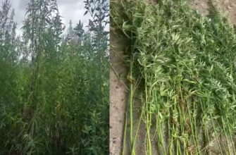 Cânepă cultivată ilegal într-un lan de porumb la Trușeni. Poliția a ridicat zeci de plante narcotice, iar un bărbat de 50 ani va fi cercetat penal 2 Cânepă cultivată ilegal într-un lan de porumb la Trușeni. Poliția a ridicat zeci de plante narcotice, iar un bărbat de 50 ani va fi cercetat penal
