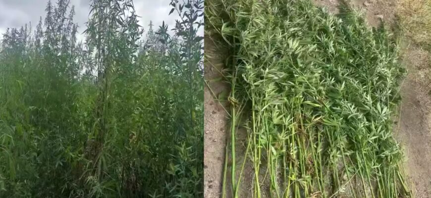Cânepă cultivată ilegal într-un lan de porumb la Trușeni. Poliția a ridicat zeci de plante narcotice, iar un bărbat de 50 ani va fi cercetat penal