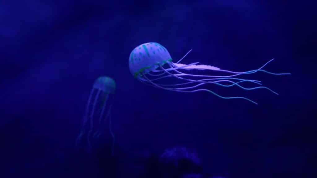 Meduze uriașe au invadat litoralul românesc. De ce apar în număr mare la mal și cât de periculoase sunt