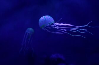 Meduze uriașe au invadat litoralul românesc. De ce apar în număr mare la mal și cât de periculoase sunt